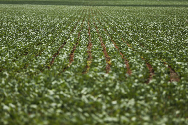 Leia mais sobre o artigo A financeirização da natureza não solucionará as crises ambientais